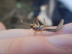 Macronemurus appendiculatus