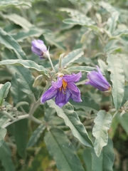 Solanum elaeagnifolium