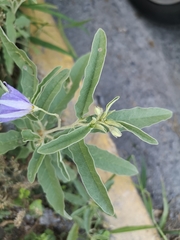 Solanum elaeagnifolium