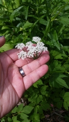 Aegopodium podagraria