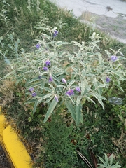 Solanum elaeagnifolium