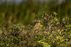 Macronyx capensis capensis