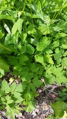Aegopodium podagraria