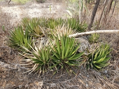 Agave ghiesbreghtii