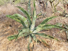 Agave marmorata