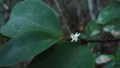 Erythroxylum mikanii