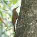 Planalto Woodcreeper - Photo (c) Carmelo López Abad, some rights reserved (CC BY-NC), uploaded by Carmelo López Abad