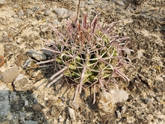 Ferocactus recurvus recurvus