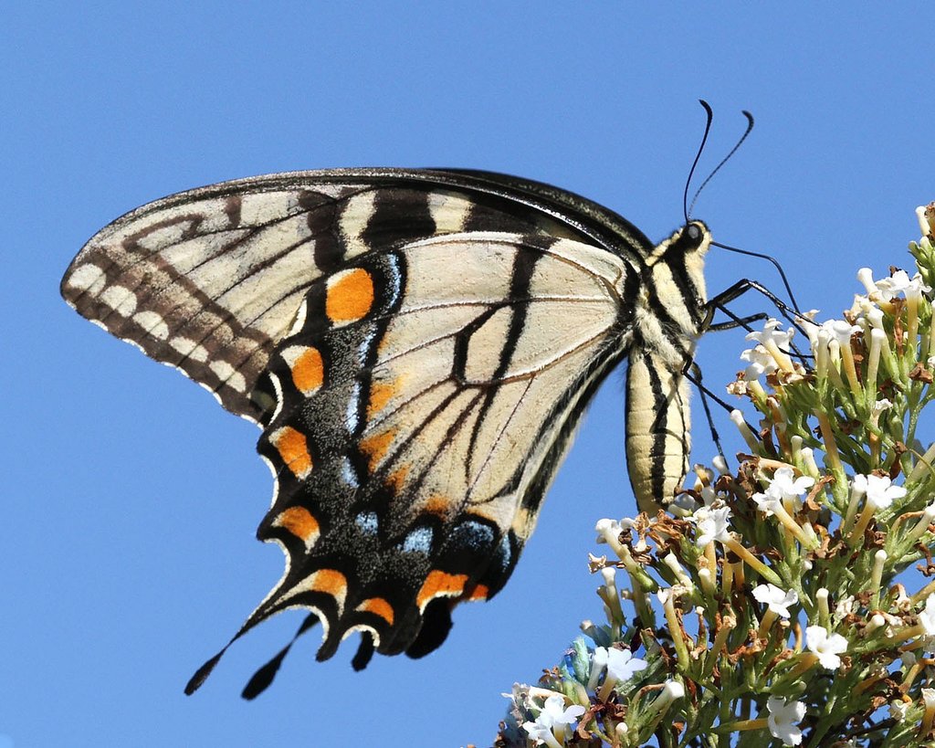 Eastern Tiger Swallowtail Butterflies And Selected Moths Of Central
