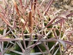 Ferocactus recurvus recurvus
