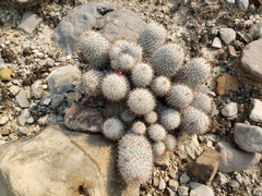 Mammillaria haageana meissneri
