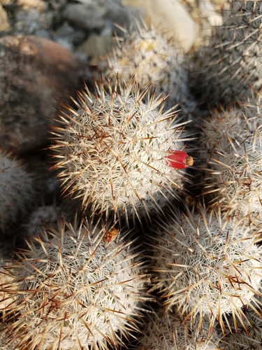 Mammillaria haageana