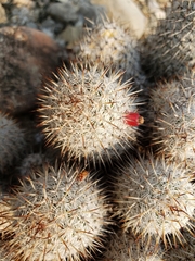 Mammillaria haageana meissneri