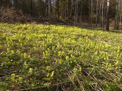 Corydalis bracteata