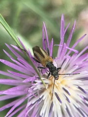 Oedemera simplex