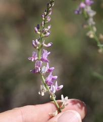 Astragalus gracilis