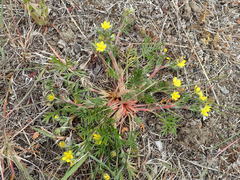 Potentilla multifida