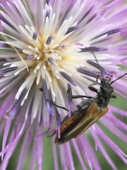 Oedemera simplex