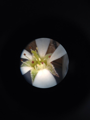 Amelanchier stolonifera