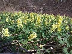 Corydalis bracteata