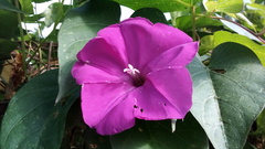 Ipomoea dumosa