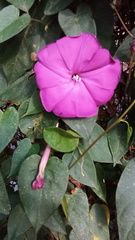 Ipomoea dumosa