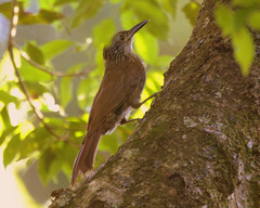 Dendrocolaptes platyrostris