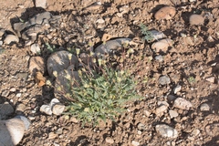 Chaenactis santolinoides