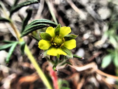 Potentilla multifida