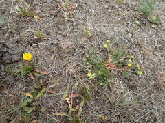 Potentilla multifida