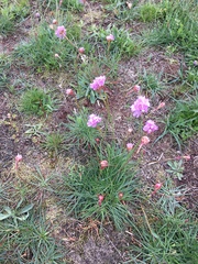 Armeria maritima