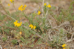 Hippocrepis comosa