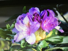 Rhododendron ponticum