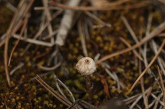Tulostoma brumale
