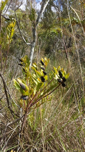 Rhaphispermum gerardioides image