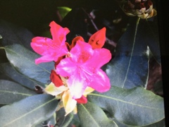 Rhododendron ponticum