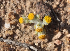 Eriophyllum pringlei