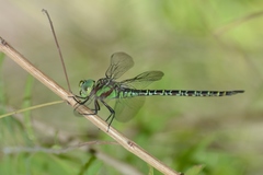 Coryphaeschna ingens