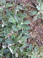 Pilosella officinarum