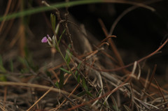 Polygala rupestris