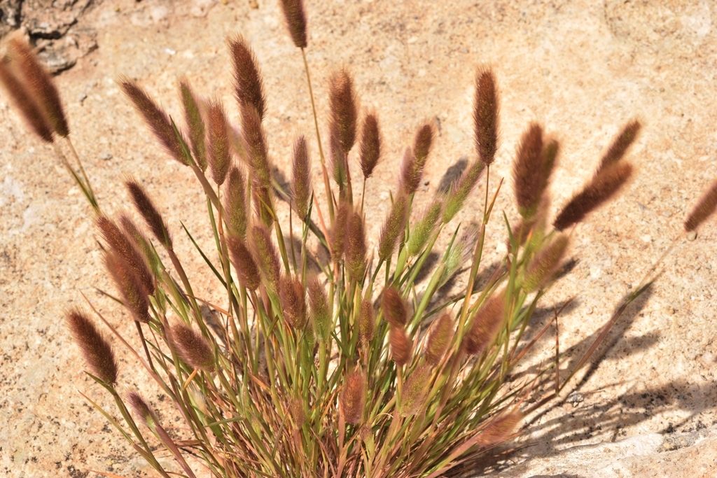 Polypogon maritimus