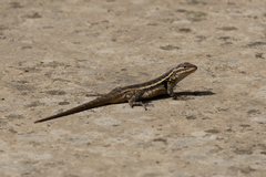 Sceloporus variabilis marmoratus