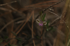 Polygala rupestris