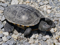 Malaclemys terrapin