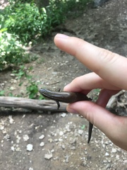 Plestiodon tetragrammus brevilineatus