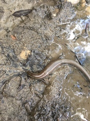 Plestiodon tetragrammus brevilineatus