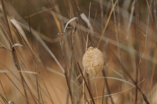 Giant African Mantis