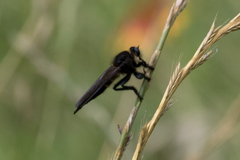 Promachus painteri