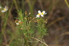 Cistus clusii