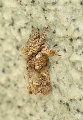 Callopistria guttulalis